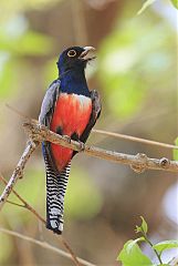 Blue-crowned Trogon